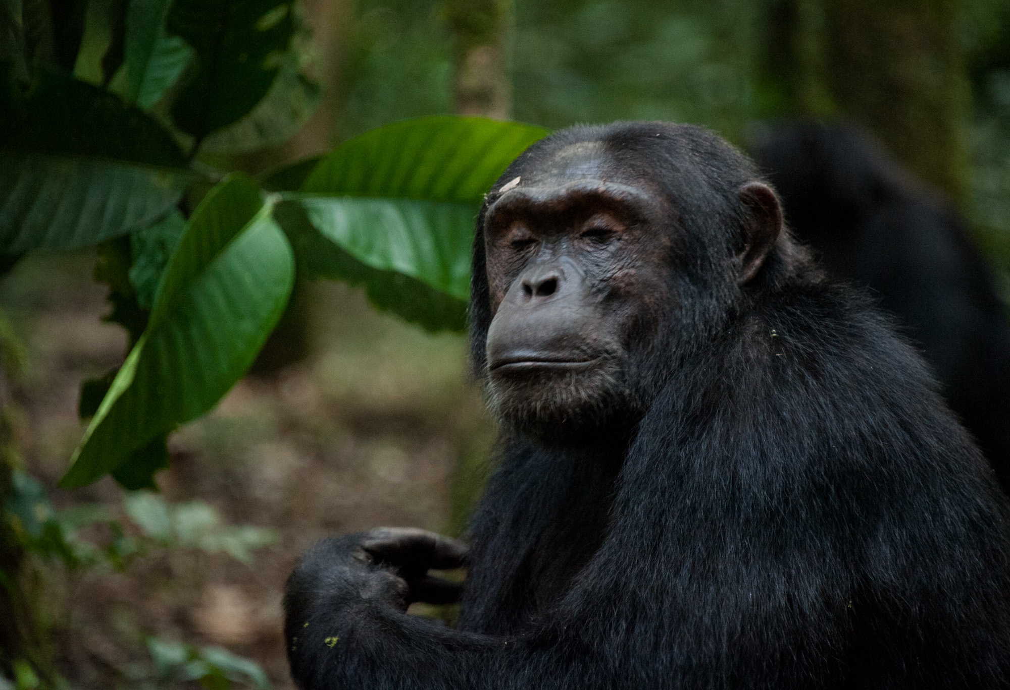 Chimpanzee