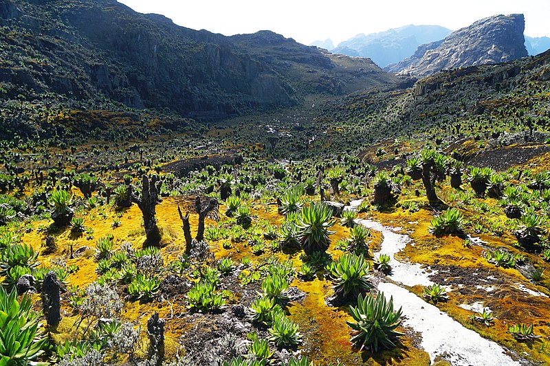 Rwenzori mountains