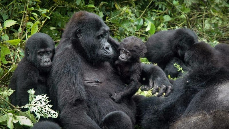 Mountain gorillas Bwindi