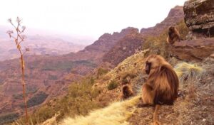 Simien National Park