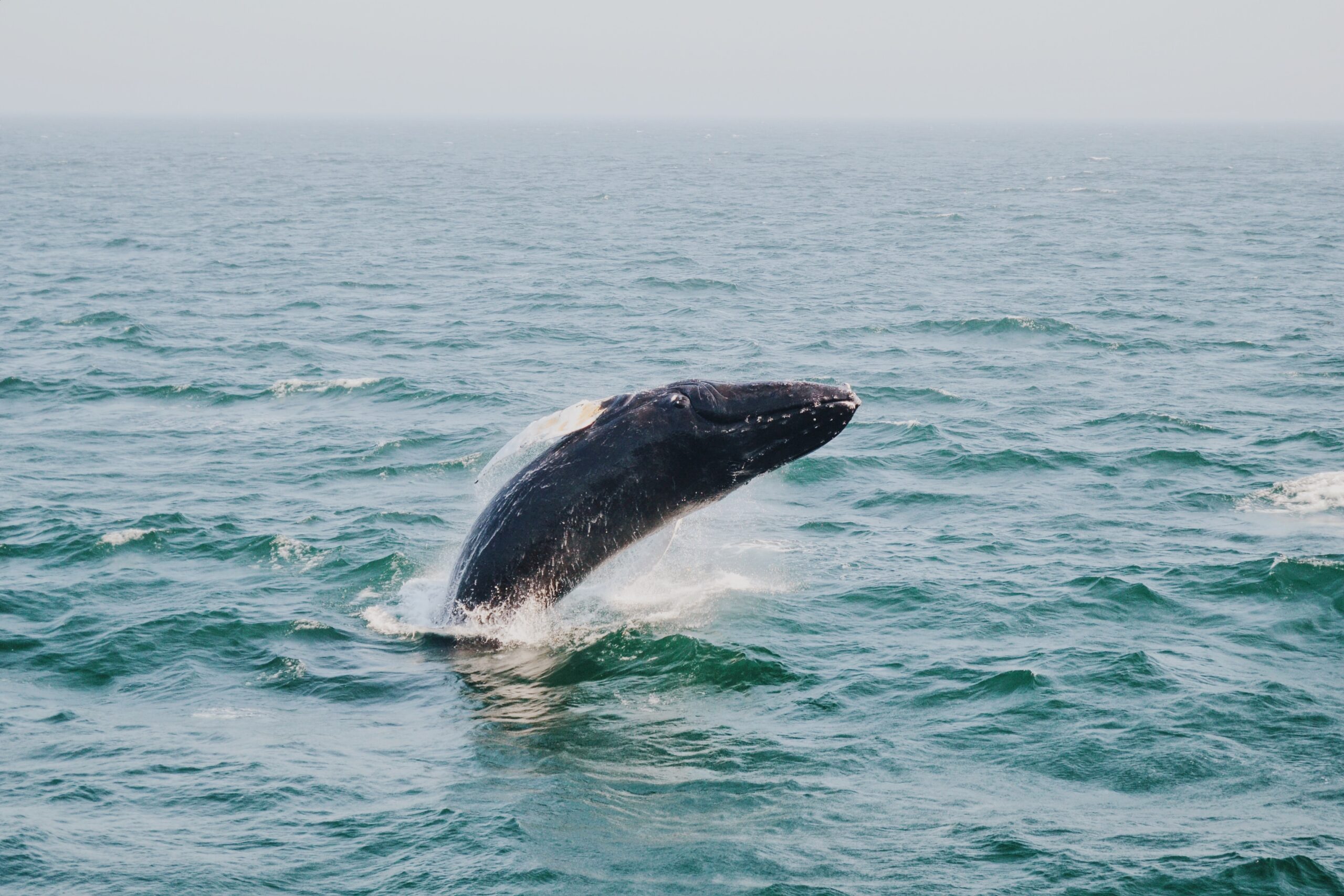 Humpback whale
