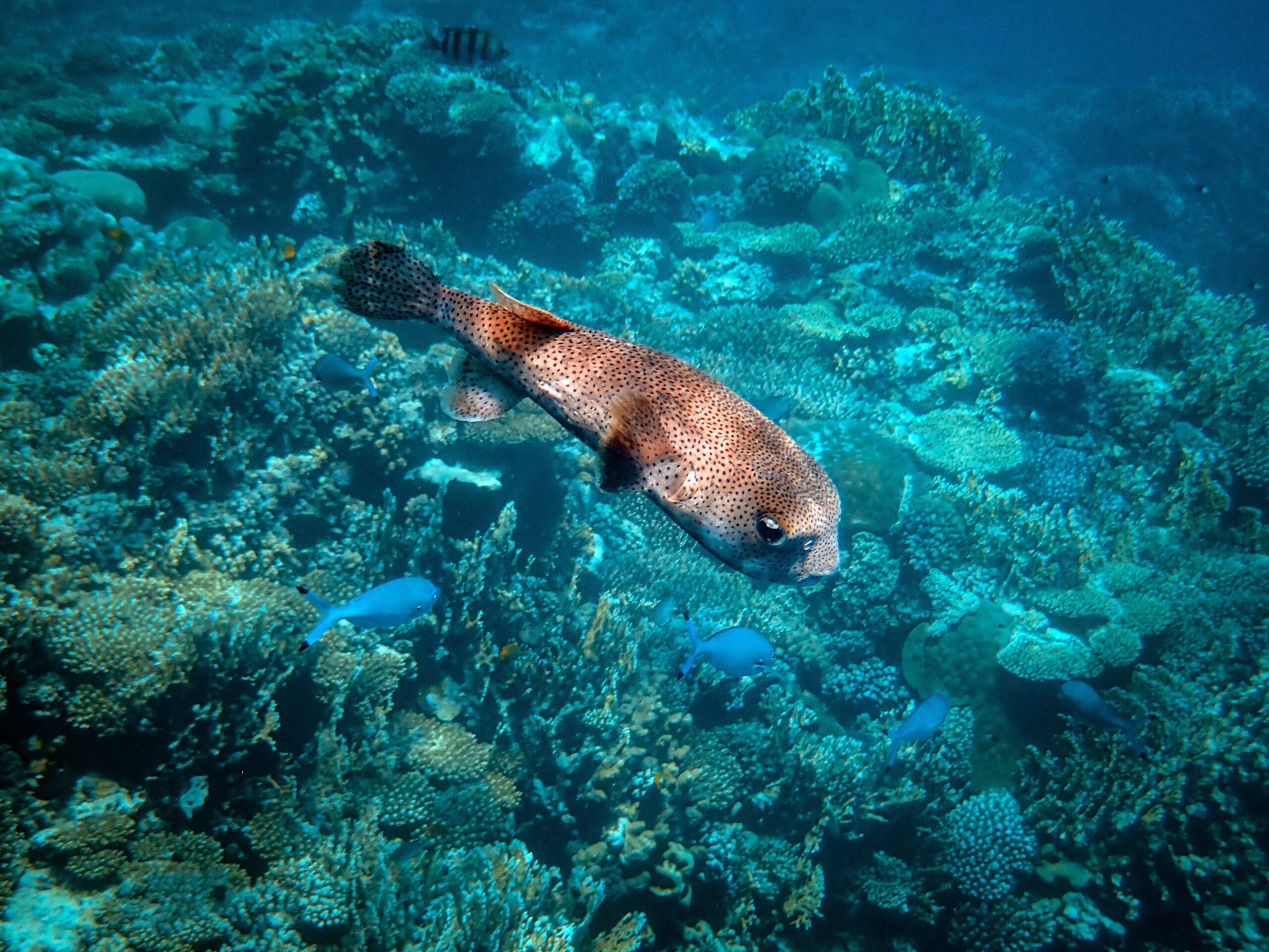 Stunning coral reefs