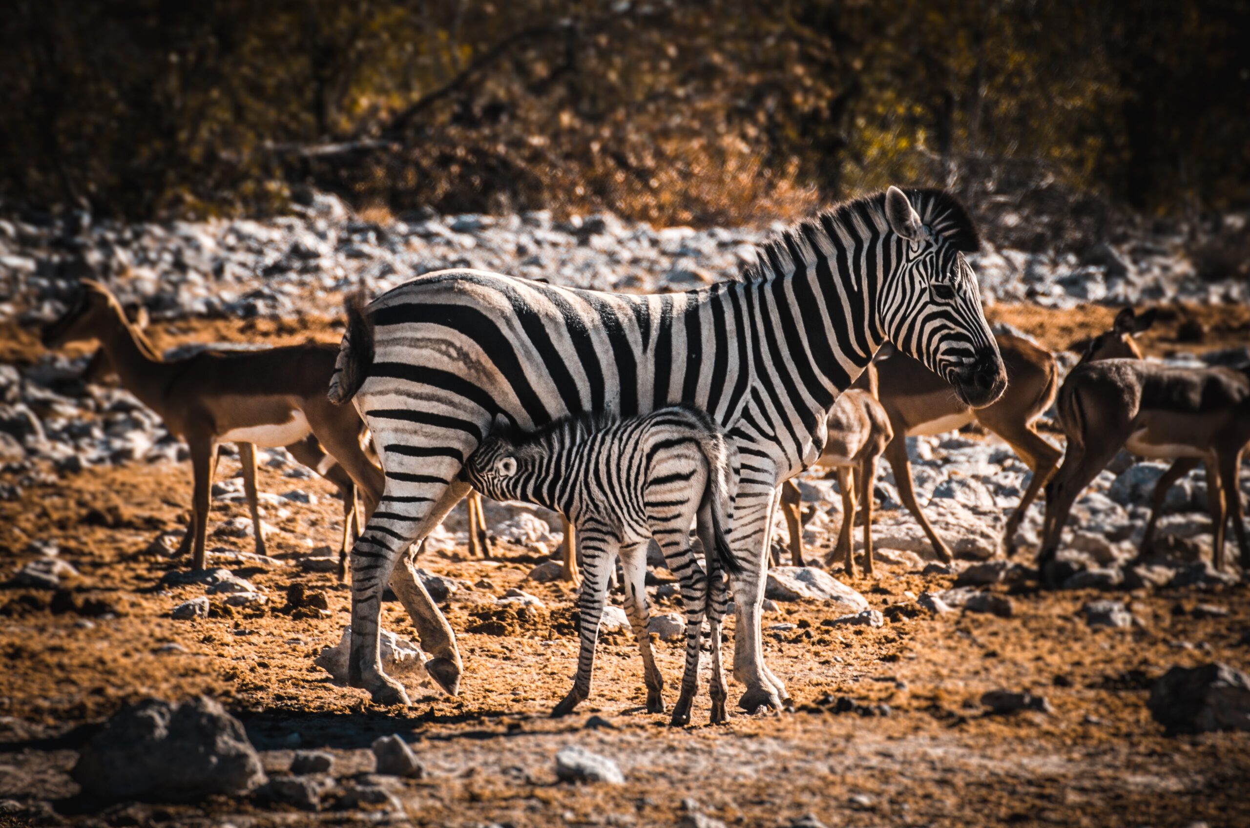 Etosha National Park NAMIBIA