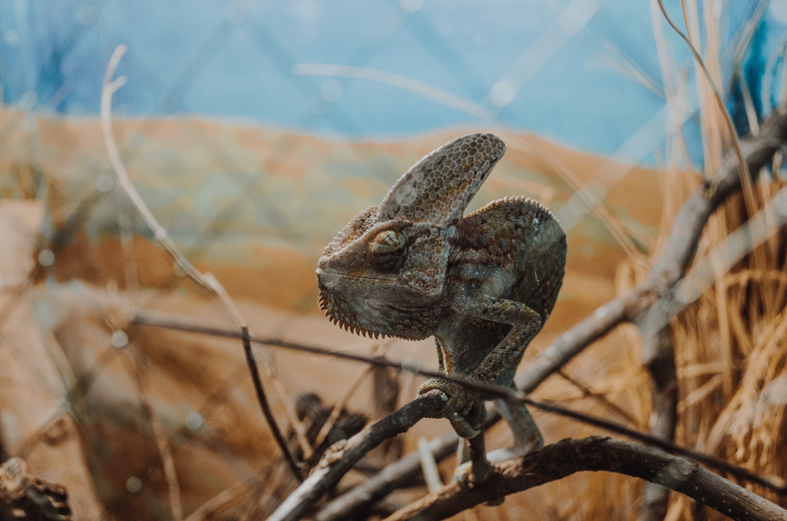 Chameleon