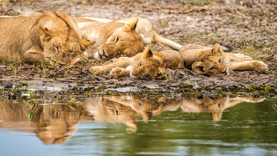 Family of lions in Botswana